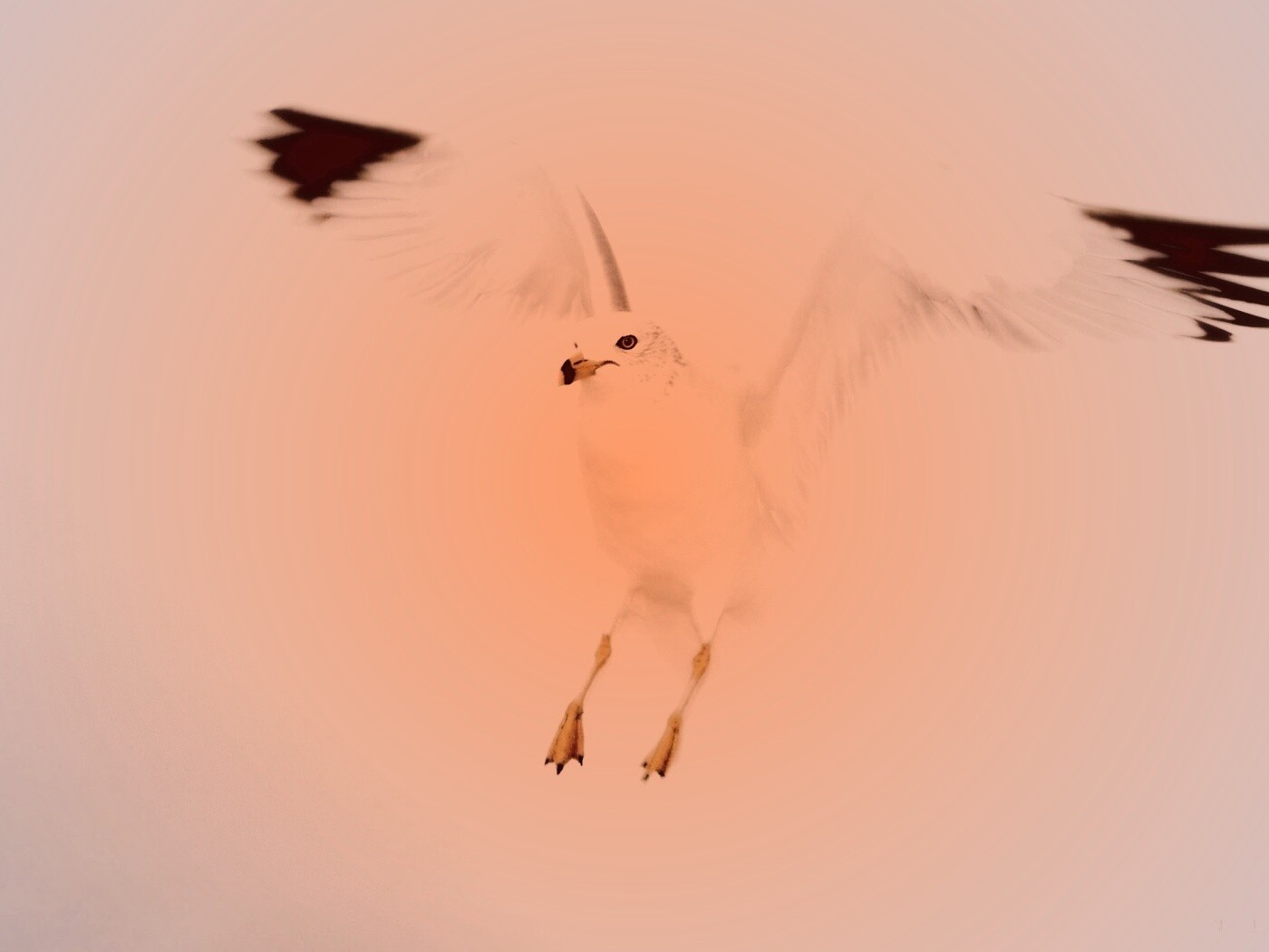 Гордая белая птица обои