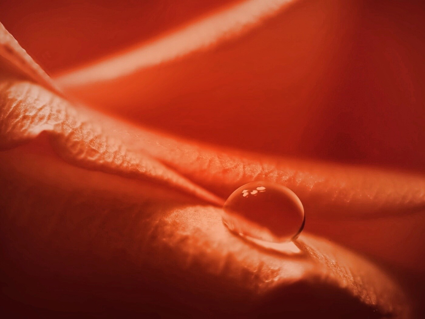 Капелька обои