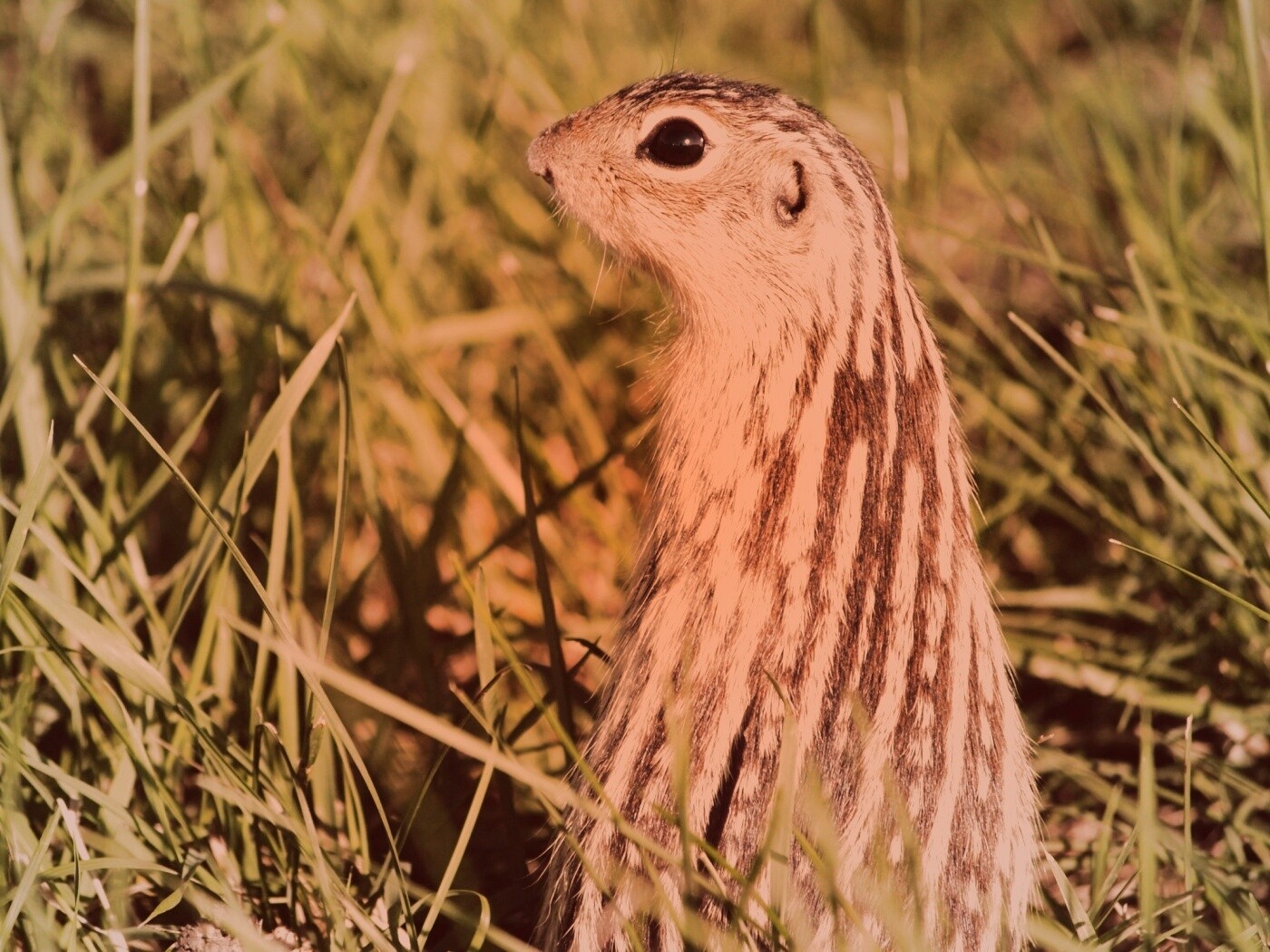 Сурок в стойке обои