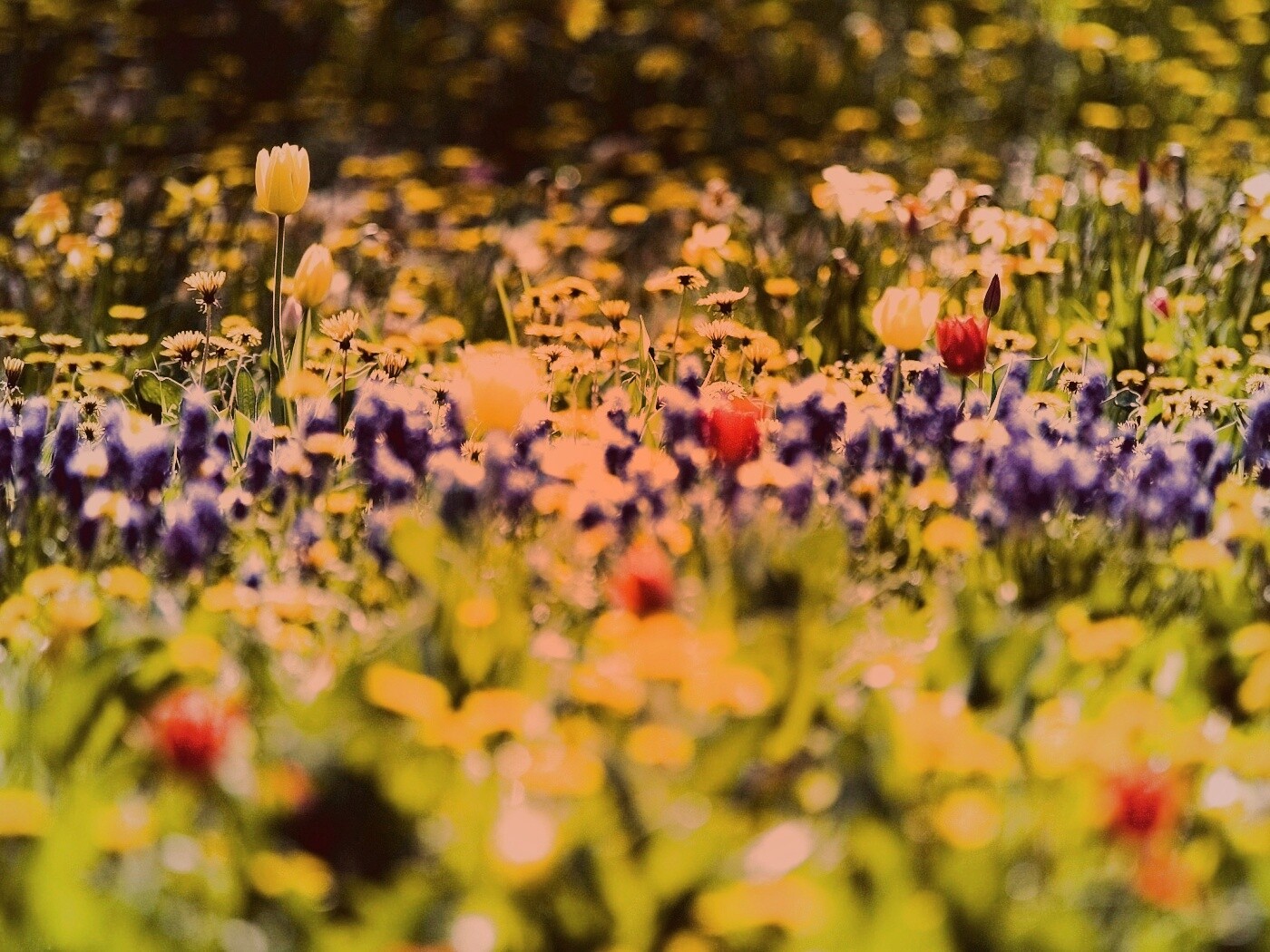 Все краски весны обои