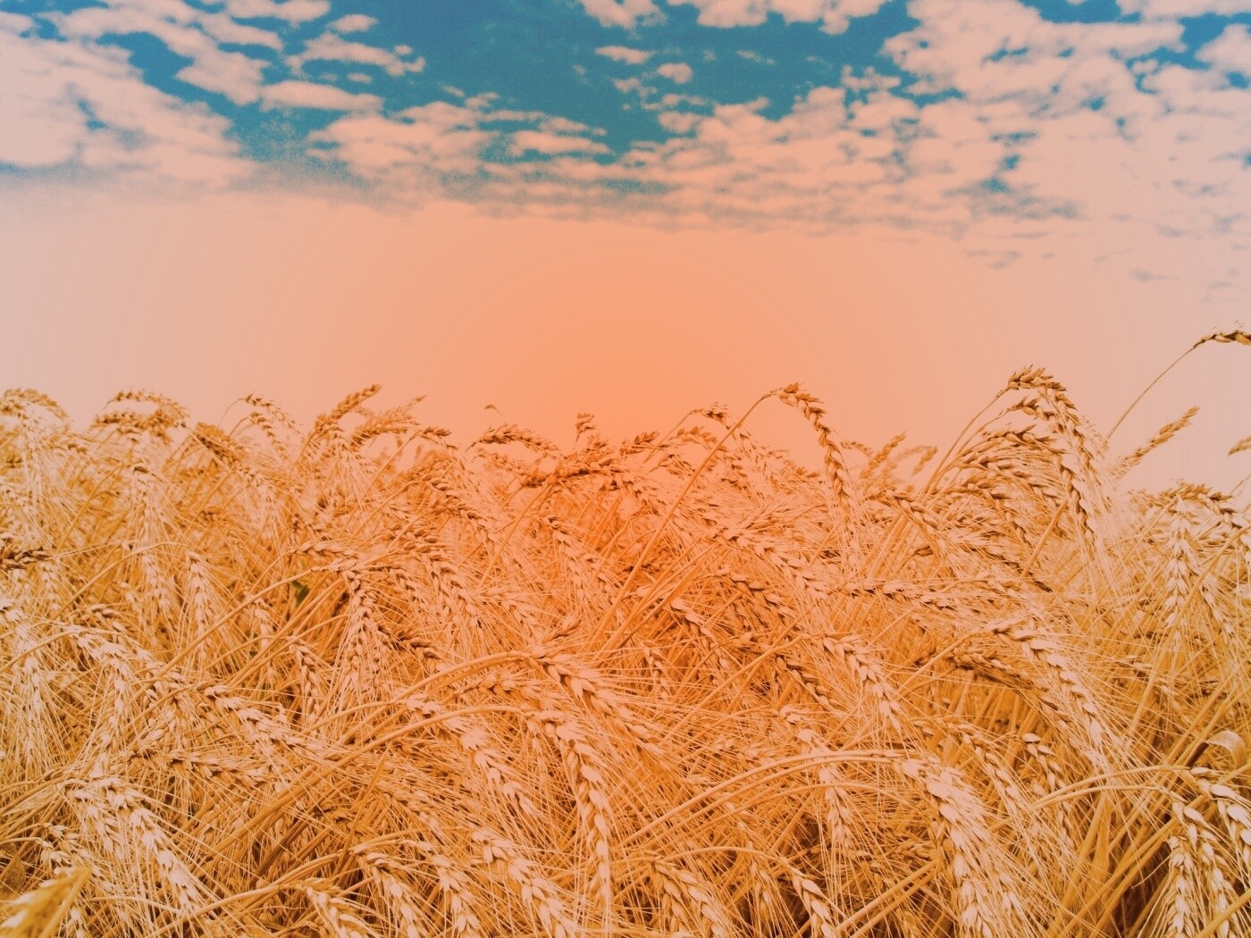 Колосья в поле обои