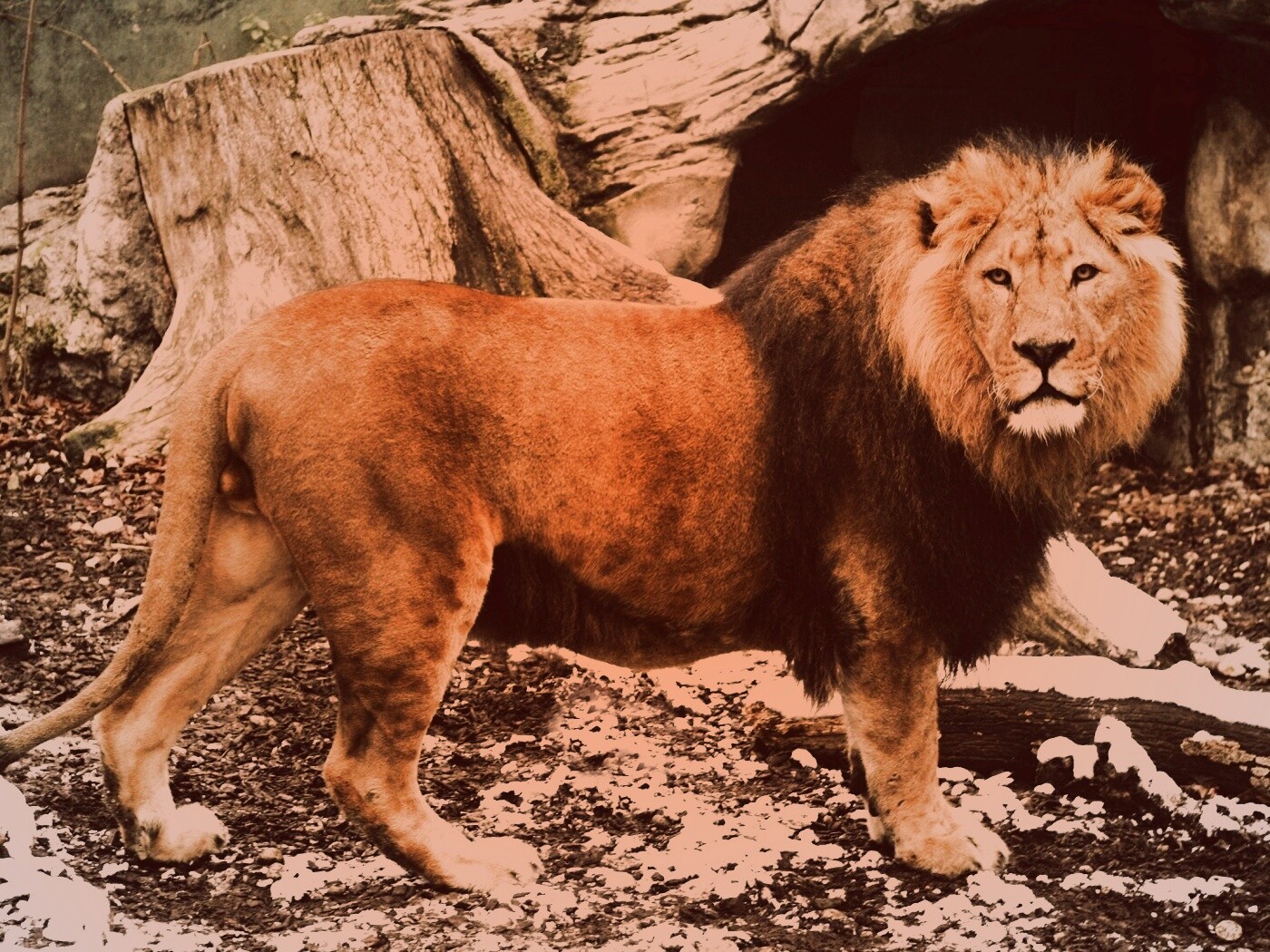 Красивый лев в лесу обои