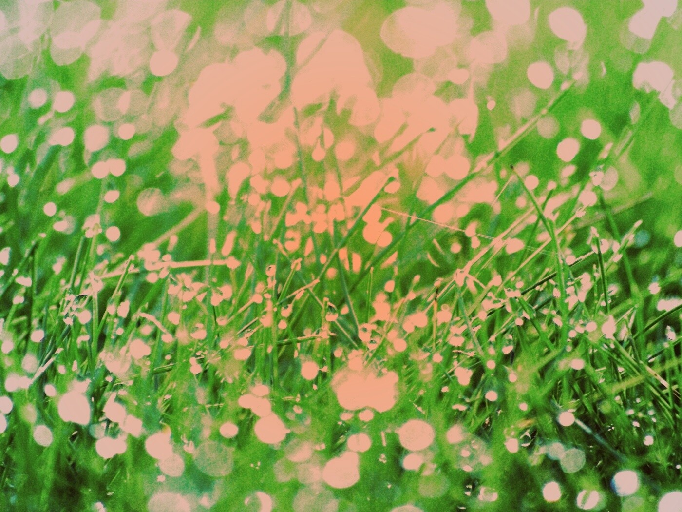 Трава в росе обои