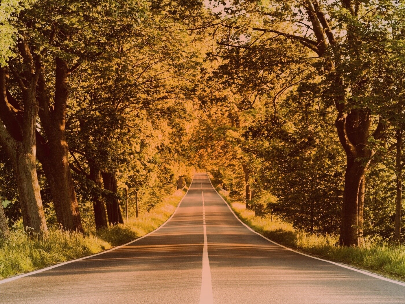 Под горку и в лес обои