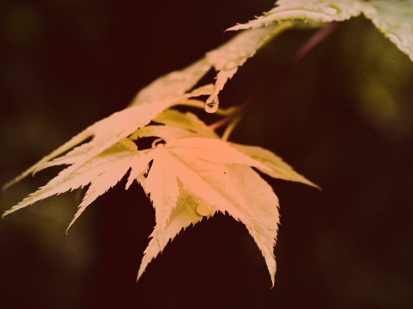 Капля на листе обои