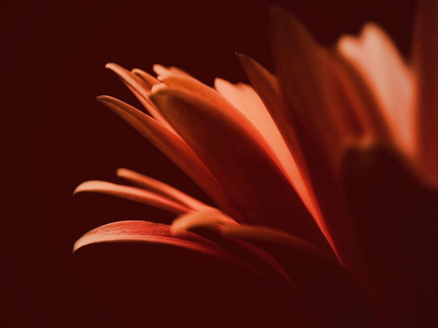 Гербера обои