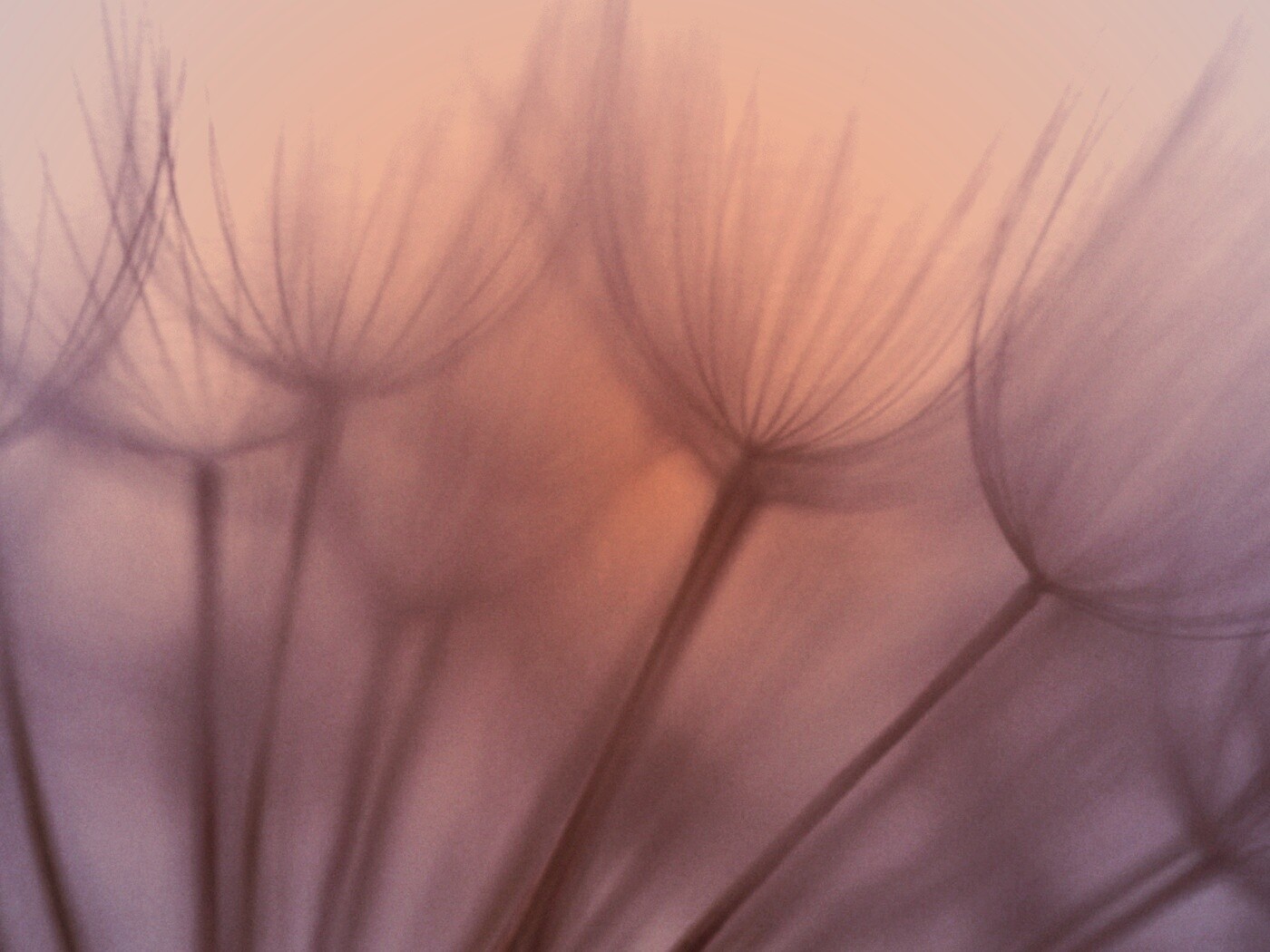 Рисунок одуванчика обои