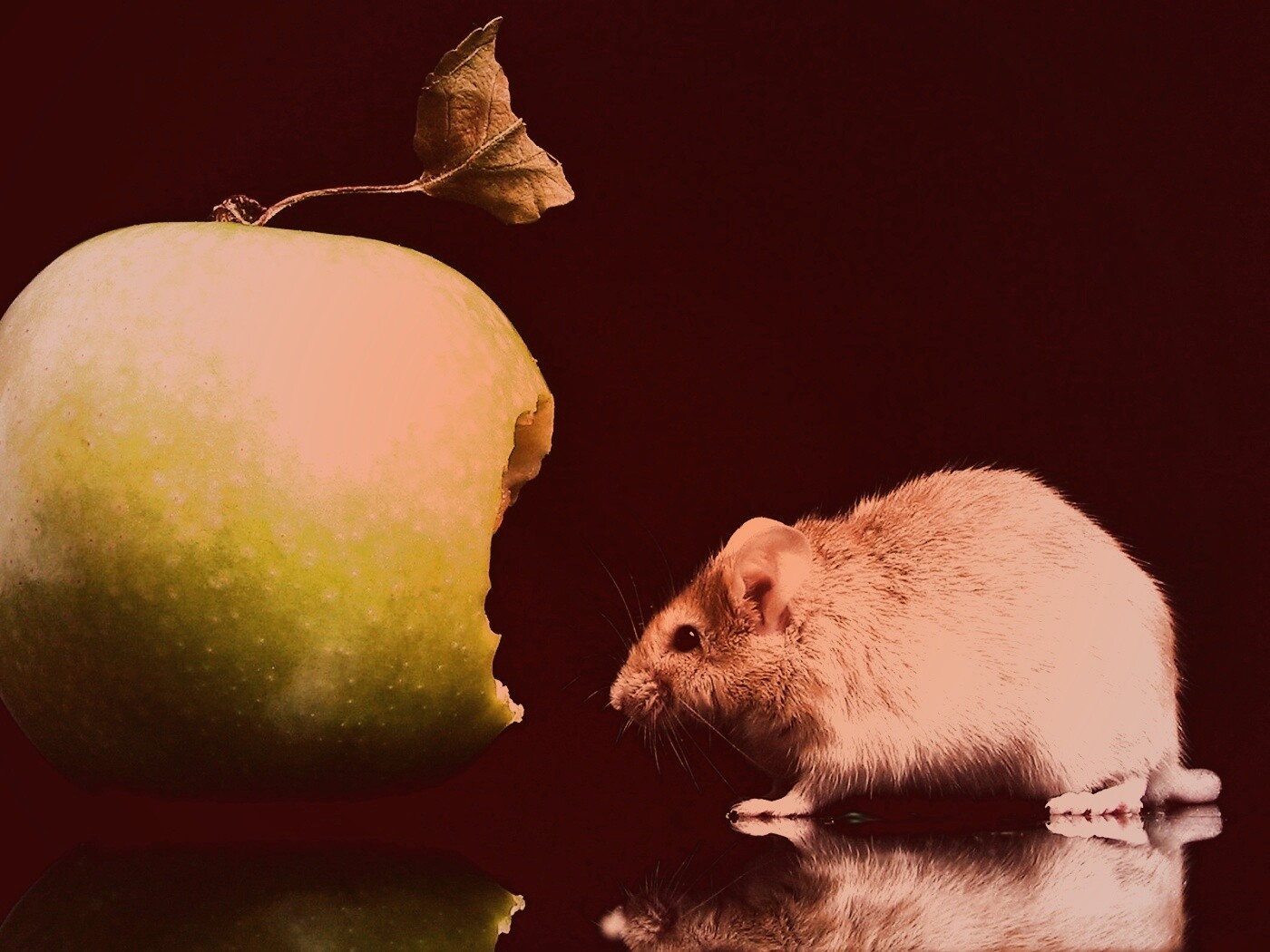 Мышь надкусила яблоко обои