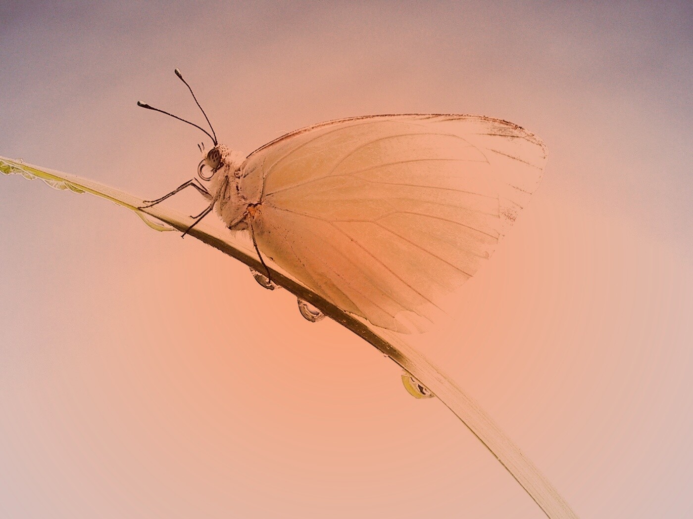 Жёлтая бабочка на стебельке обои