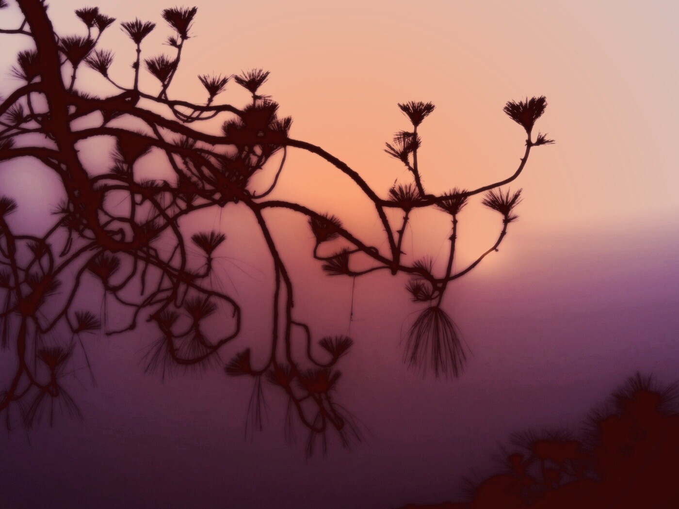 Ленкоранская акация на фоне синего заката обои