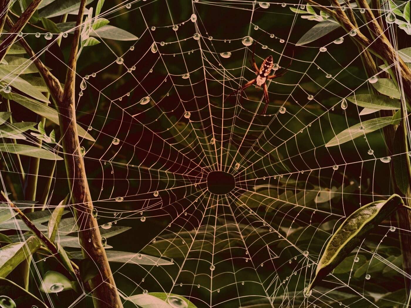 Паутина и паук обои