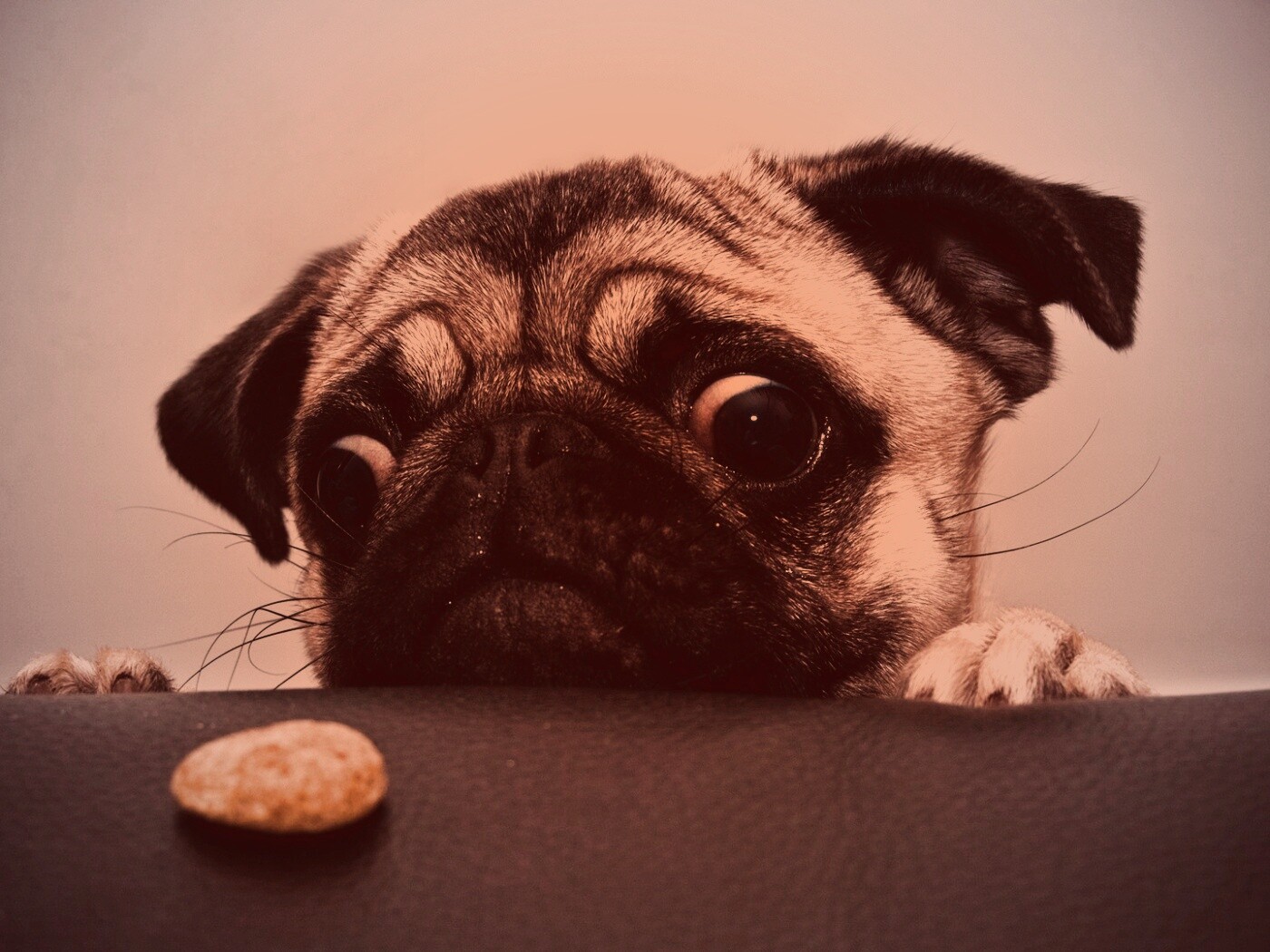 Собака нашла печеньку обои