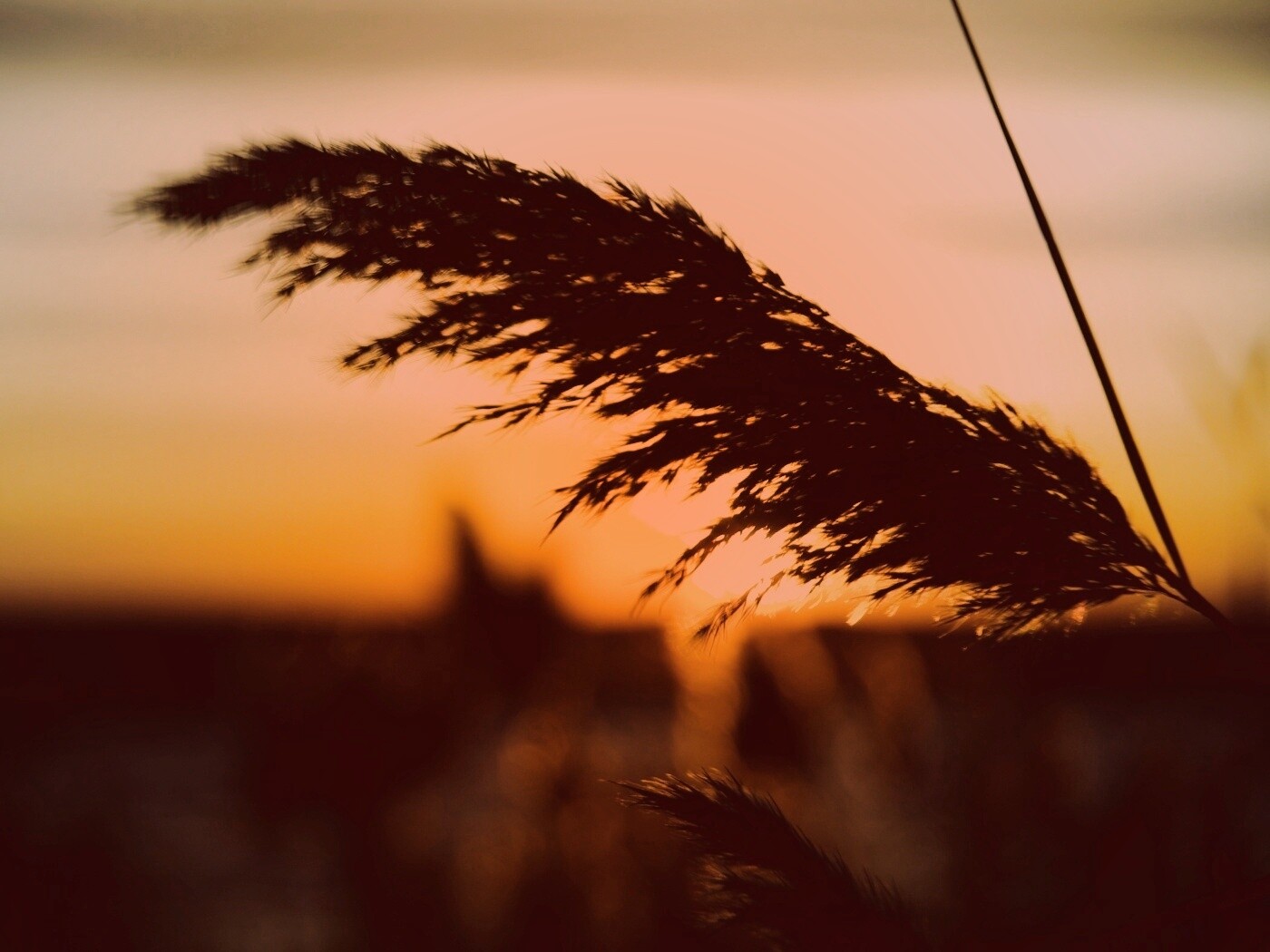 Камыш на закате обои