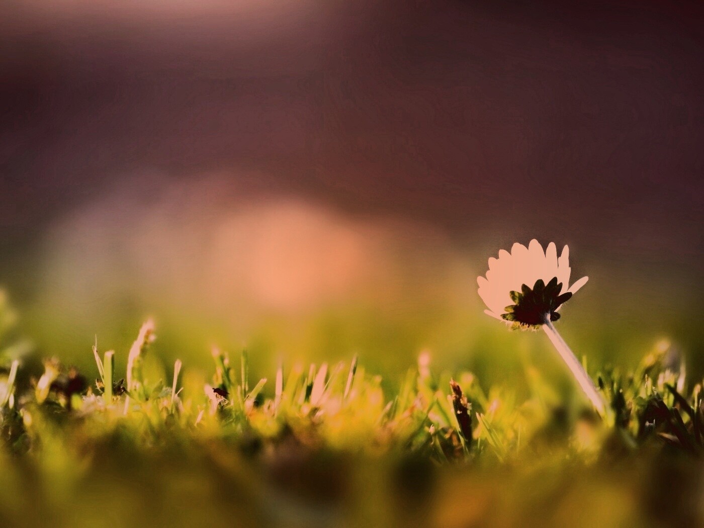 Цветок на траве обои