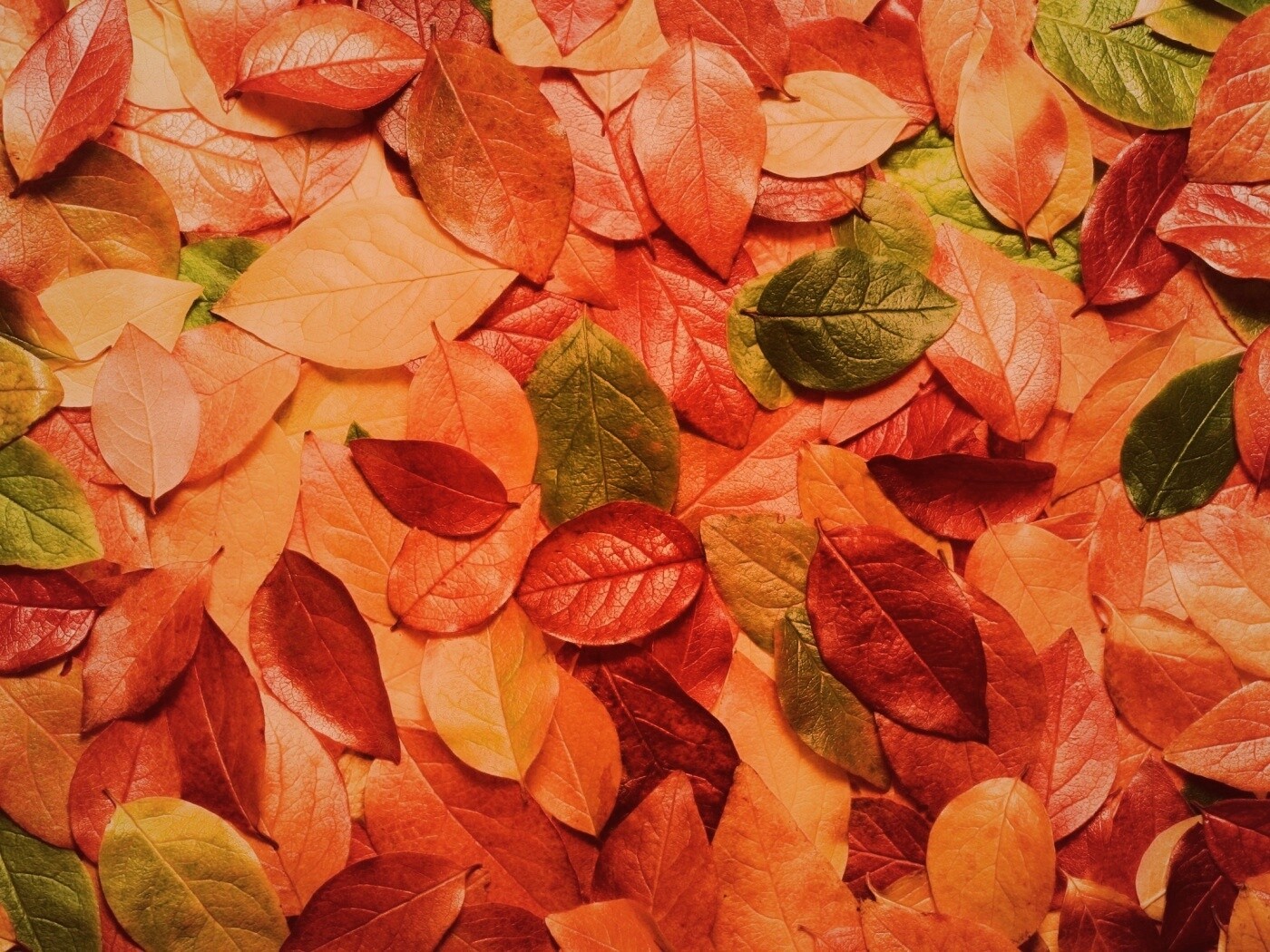 Цветной ковёр из листьев обои
