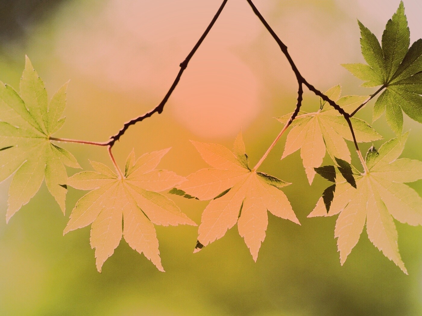 Зелёные листья обои