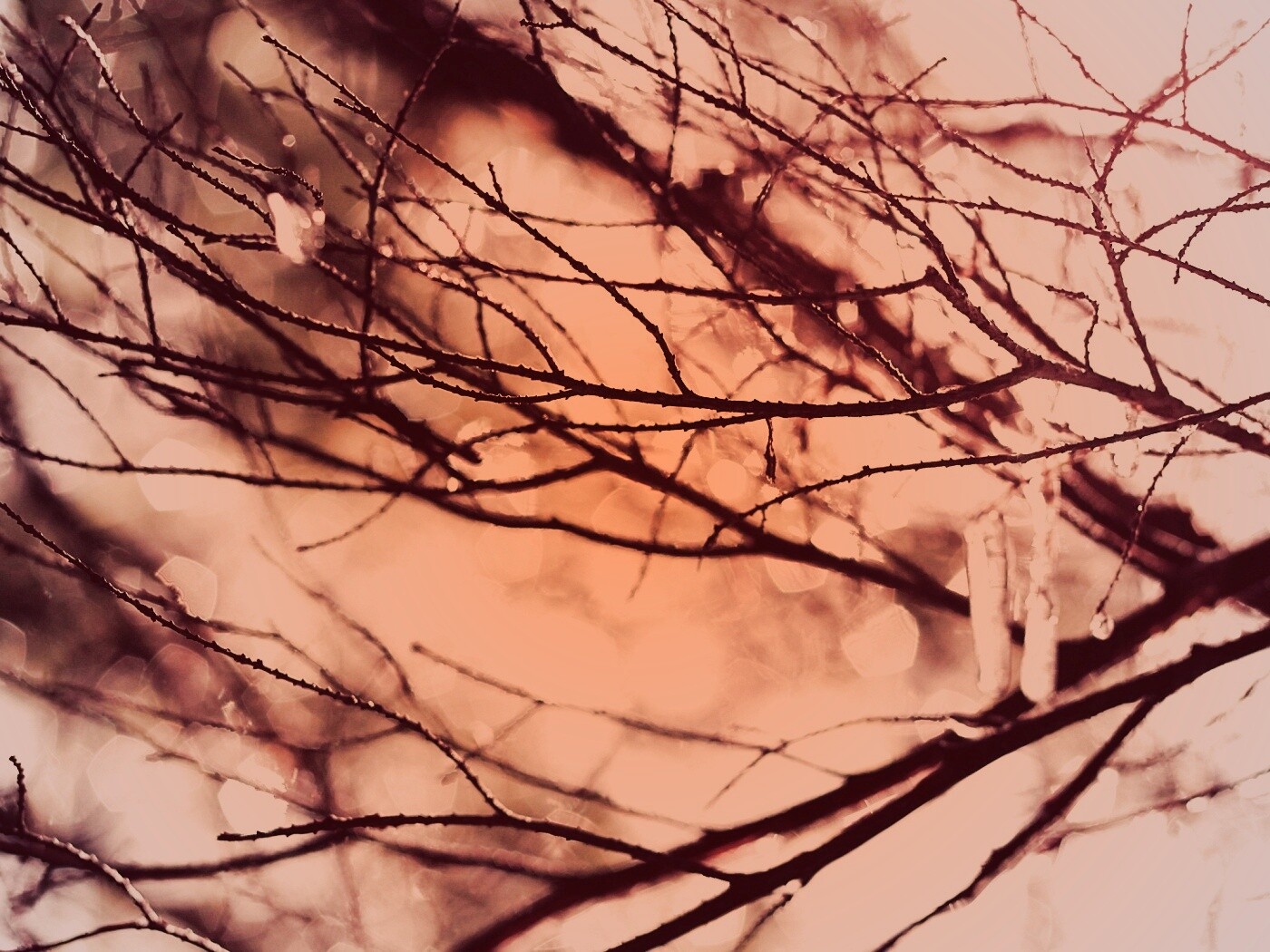 Мокрые ветви дерева обои