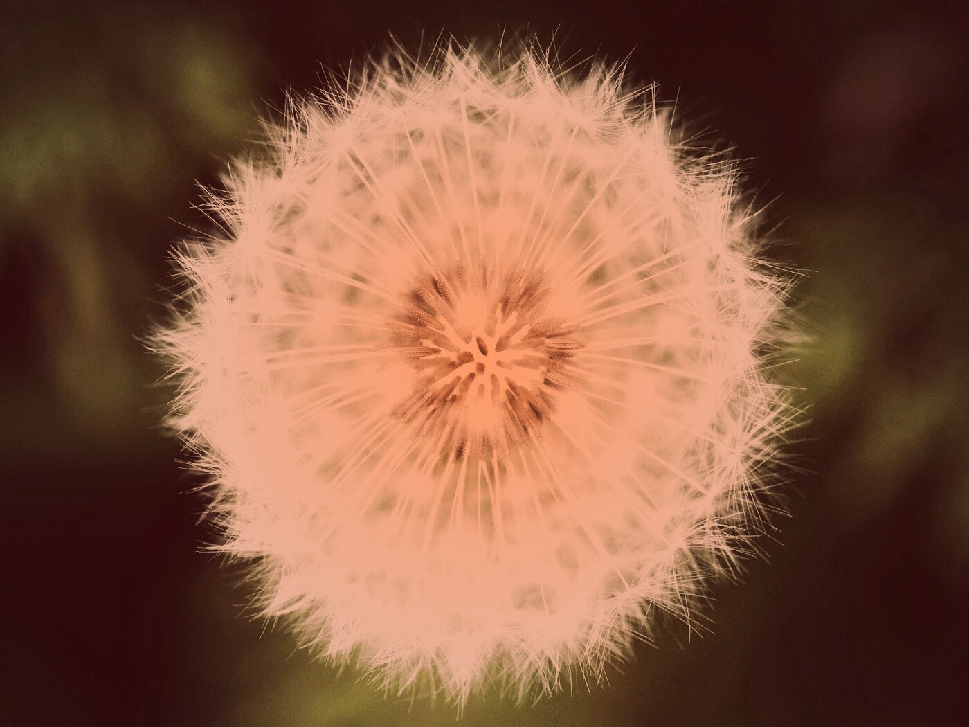 Макро фотография одуванчика обои