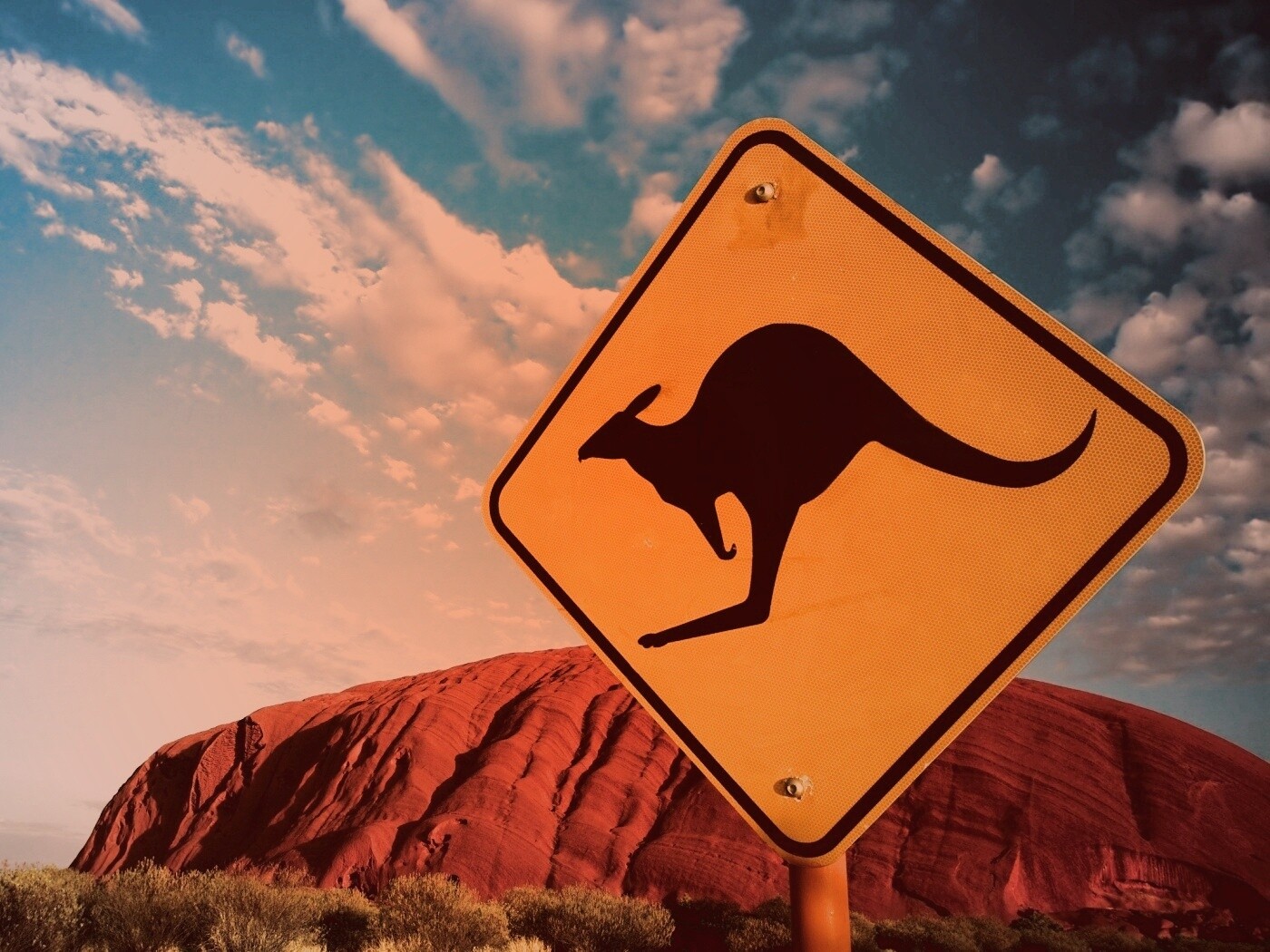 Осторожно, кенгуру! обои