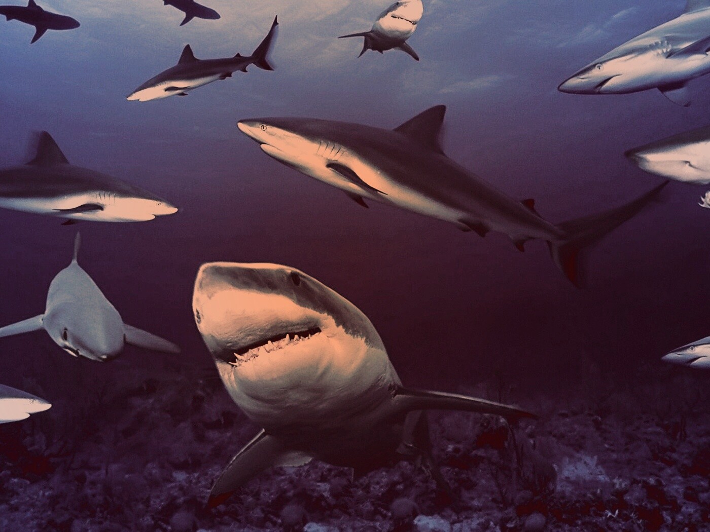 Стая акул обои