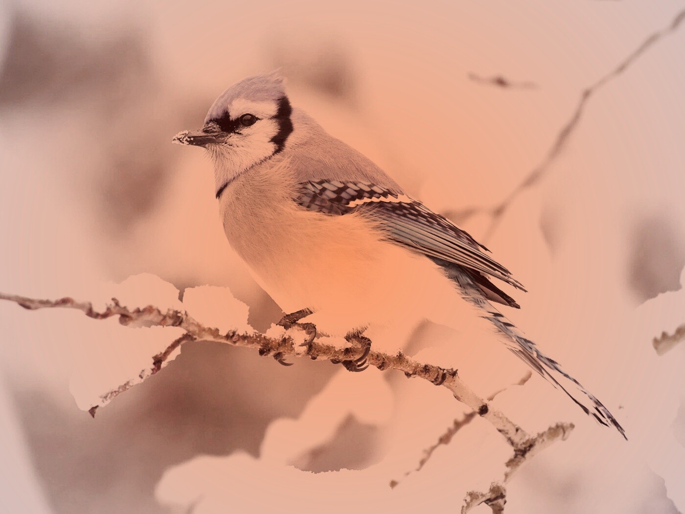 Маленькая синяя птичка обои