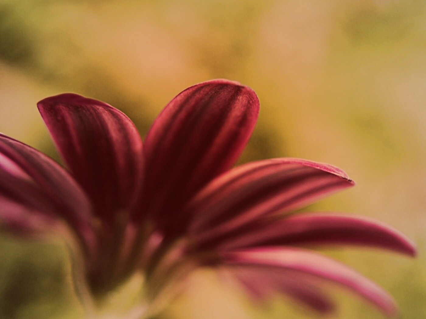 Макро фото цветка обои