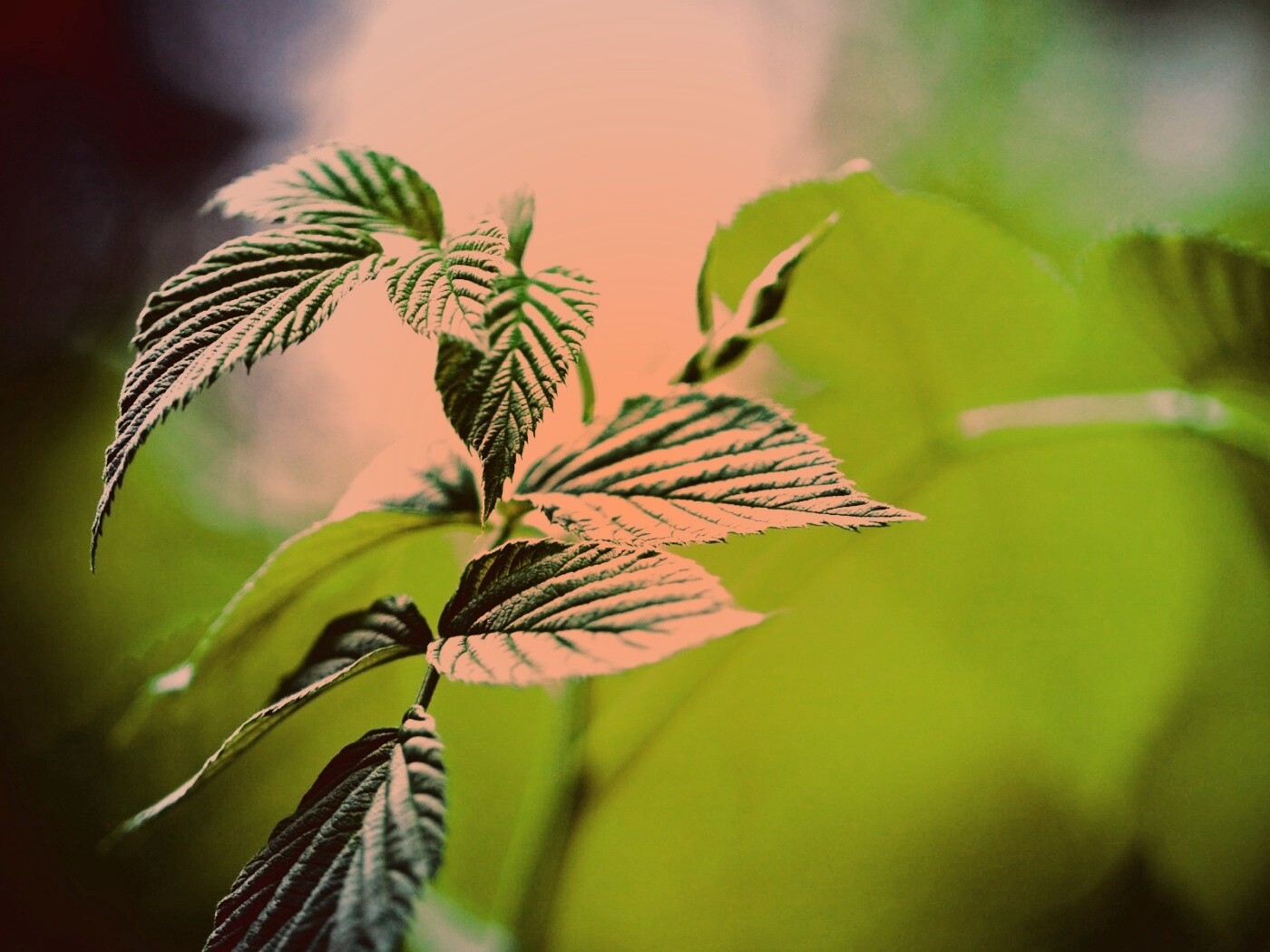 Листья малины обои