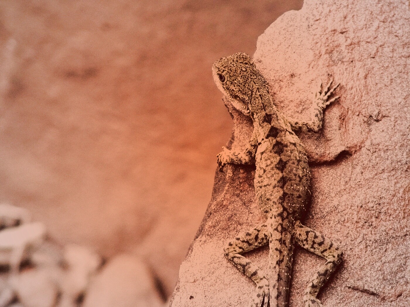 Ящерица на камне обои