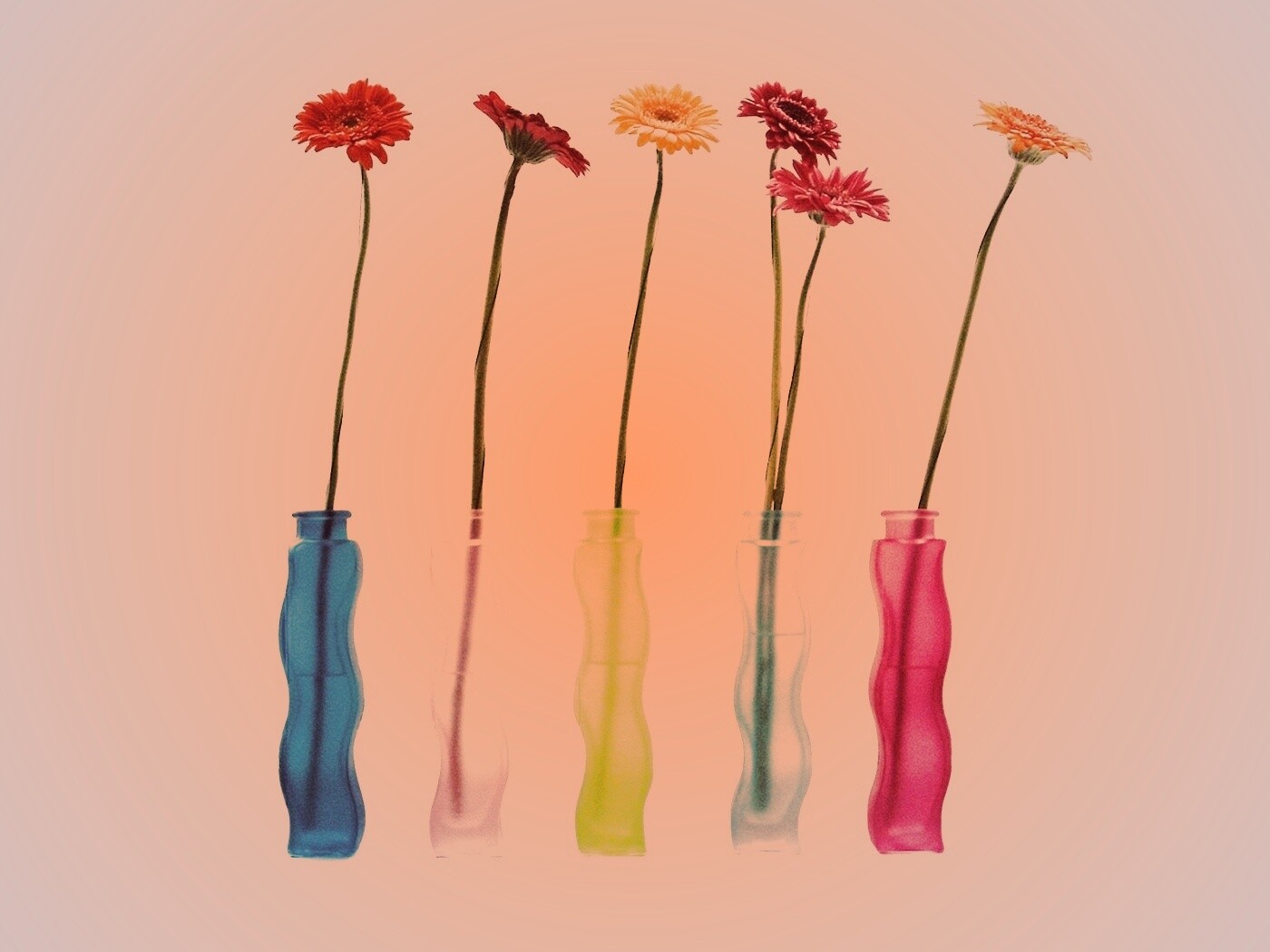 Герберы в изогнутых вазах обои