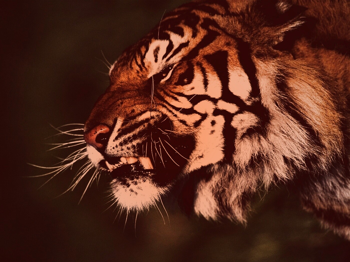 Тигриный оскал обои