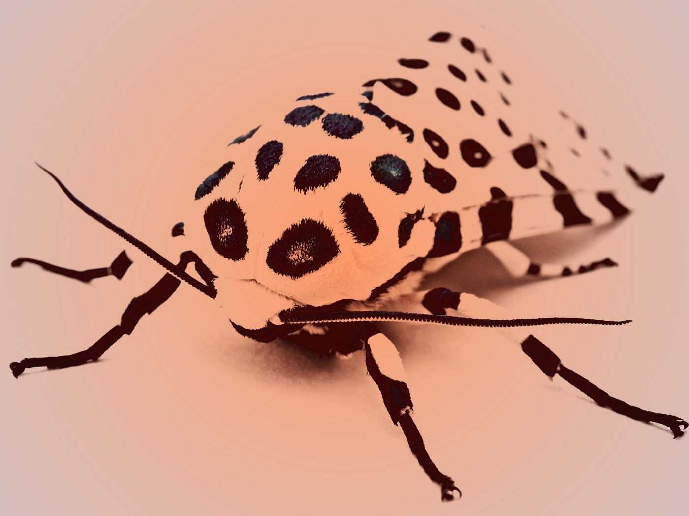 Пятнистая бабочка обои