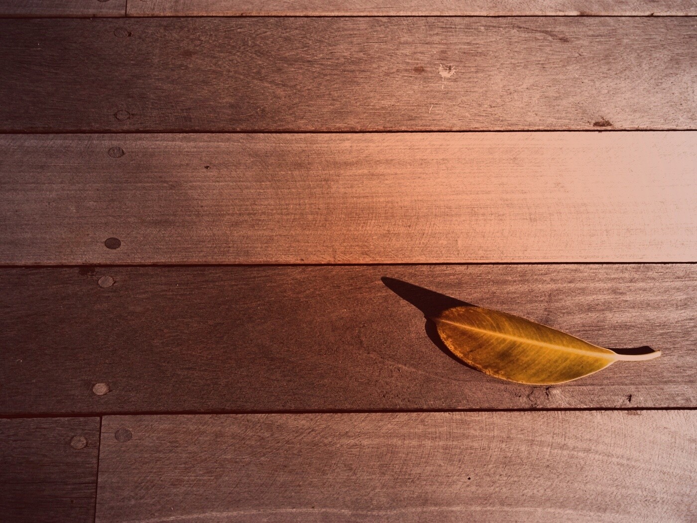 Лист на деревянном полу обои