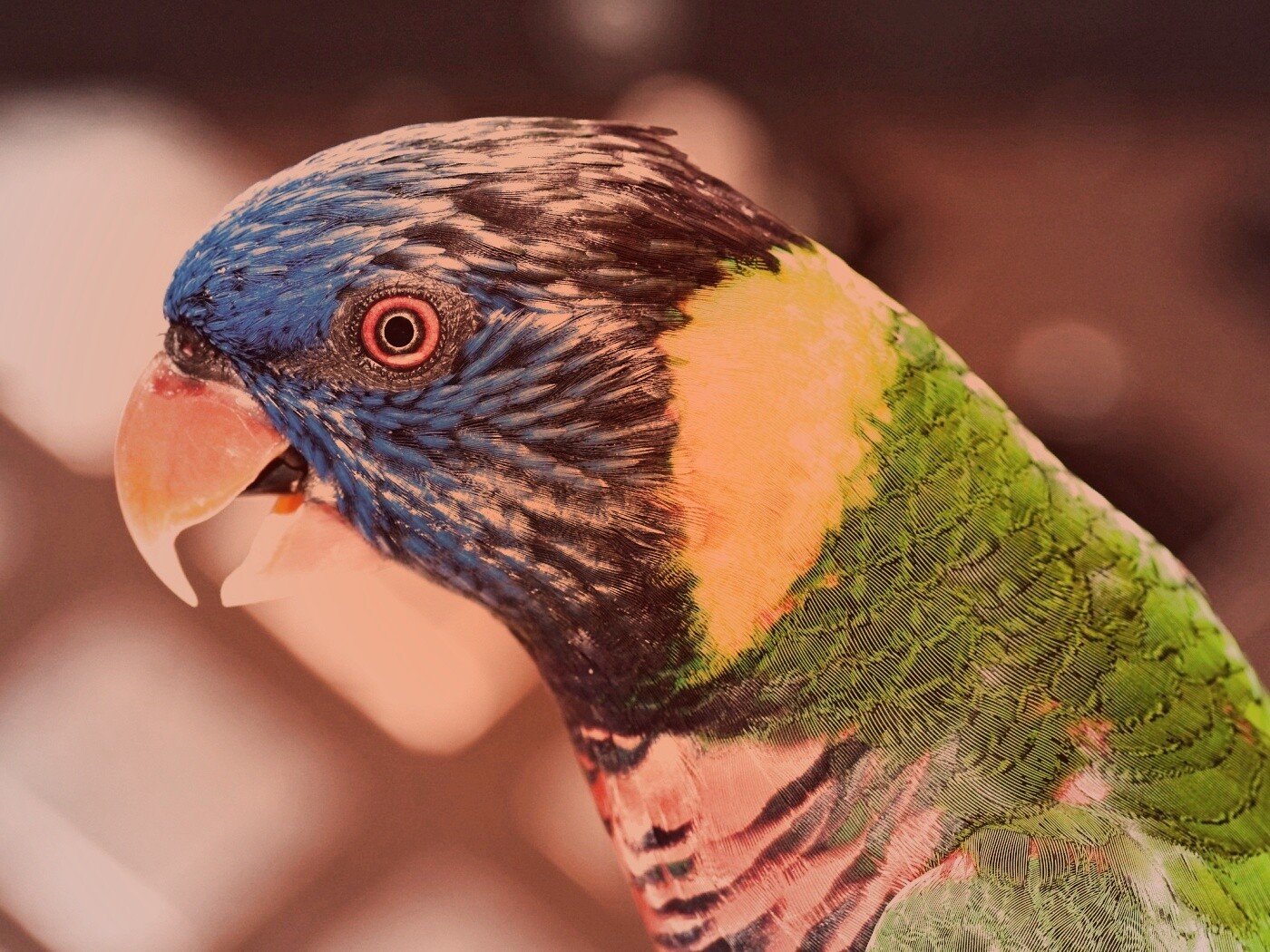 Красноглазйы попугай обои