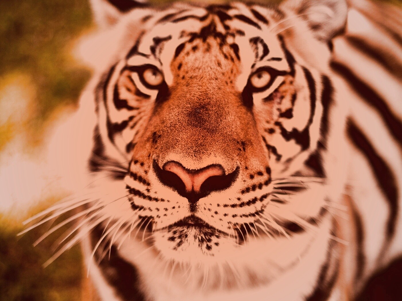 Красавец тигр обои