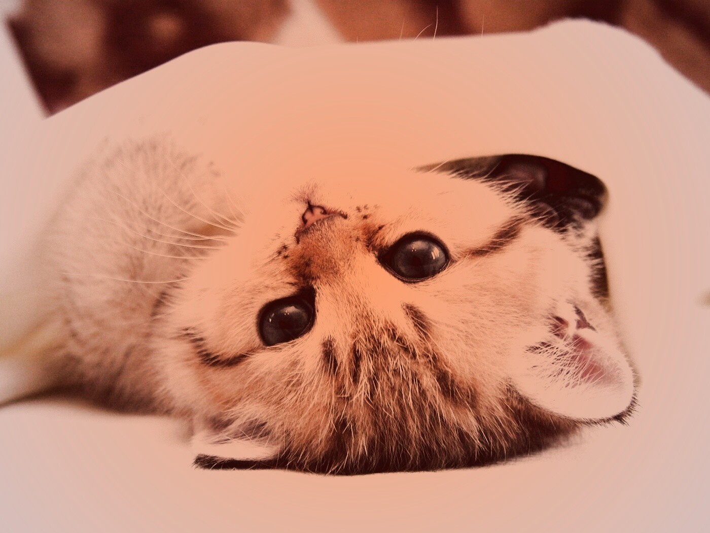 Котёнок вверх ногами обои