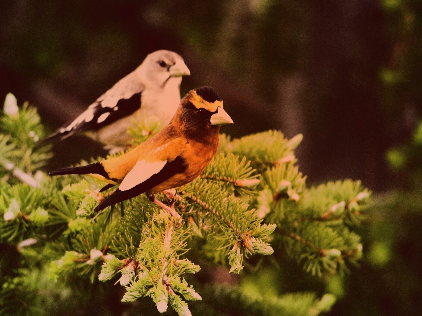 Птички с зелёными клювами обои