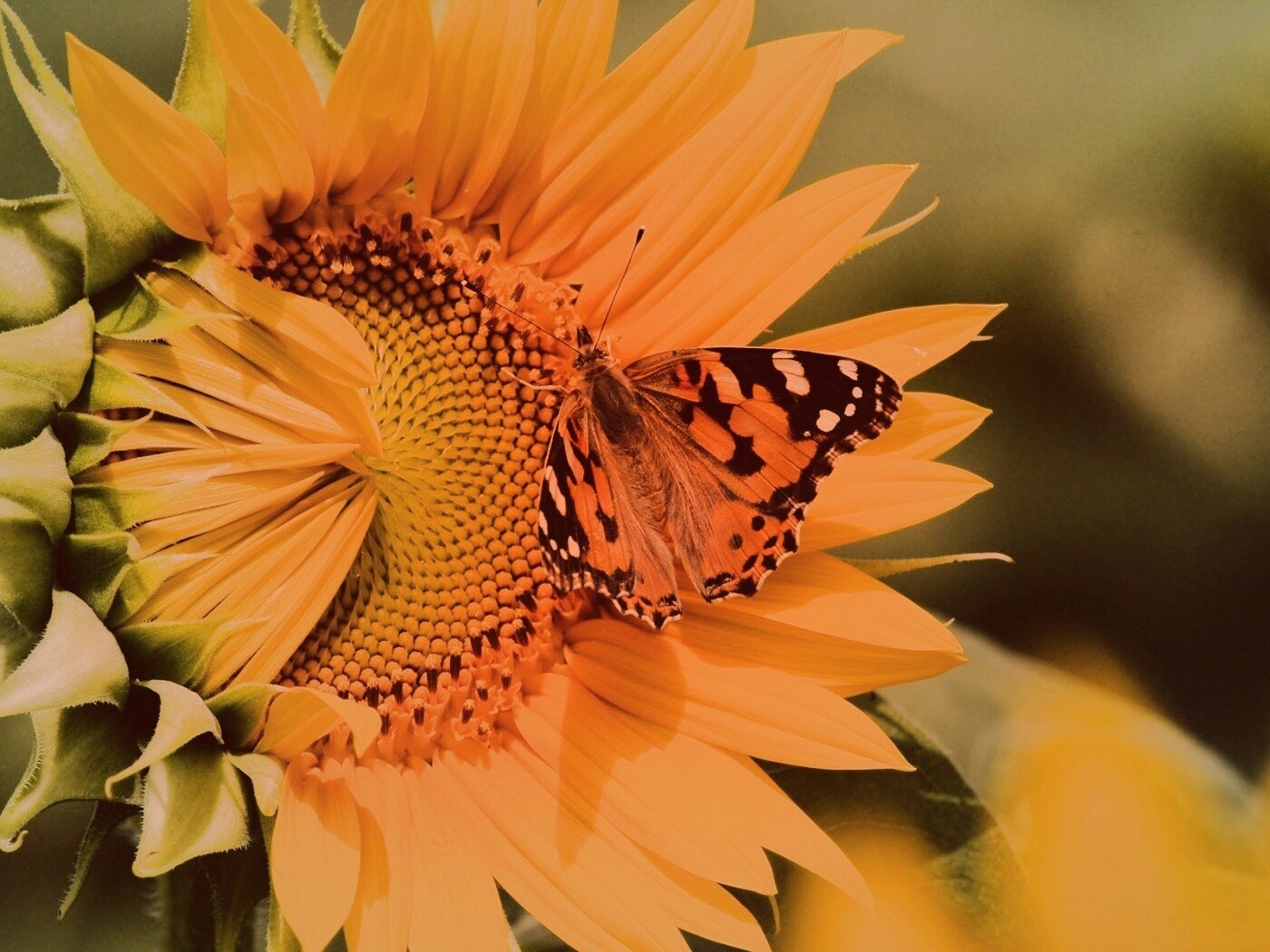 Бабочка на подсолнухе обои
