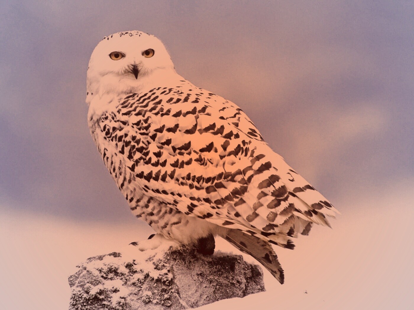 Полярная сова обои