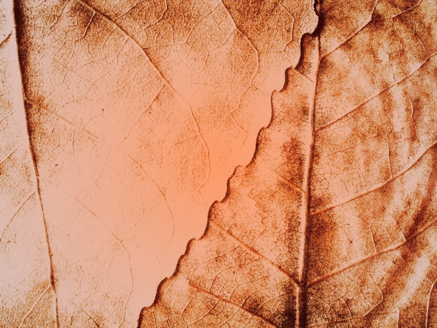 Текстура желтых увядших листьев обои