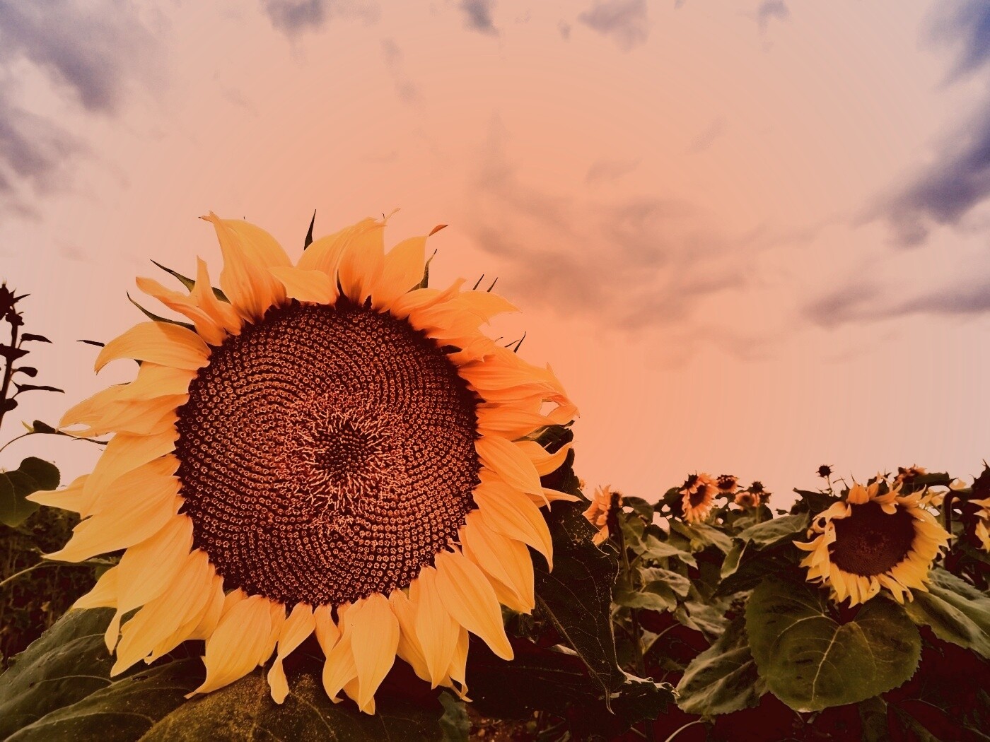 Подсолнухи обои