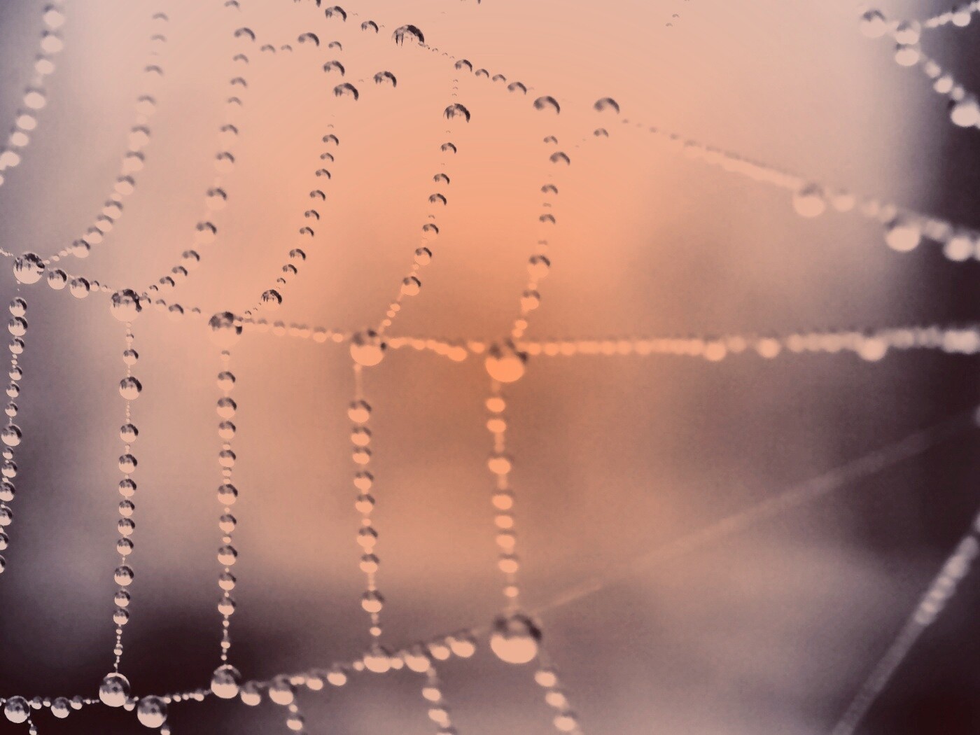 Капли росы на паутине обои
