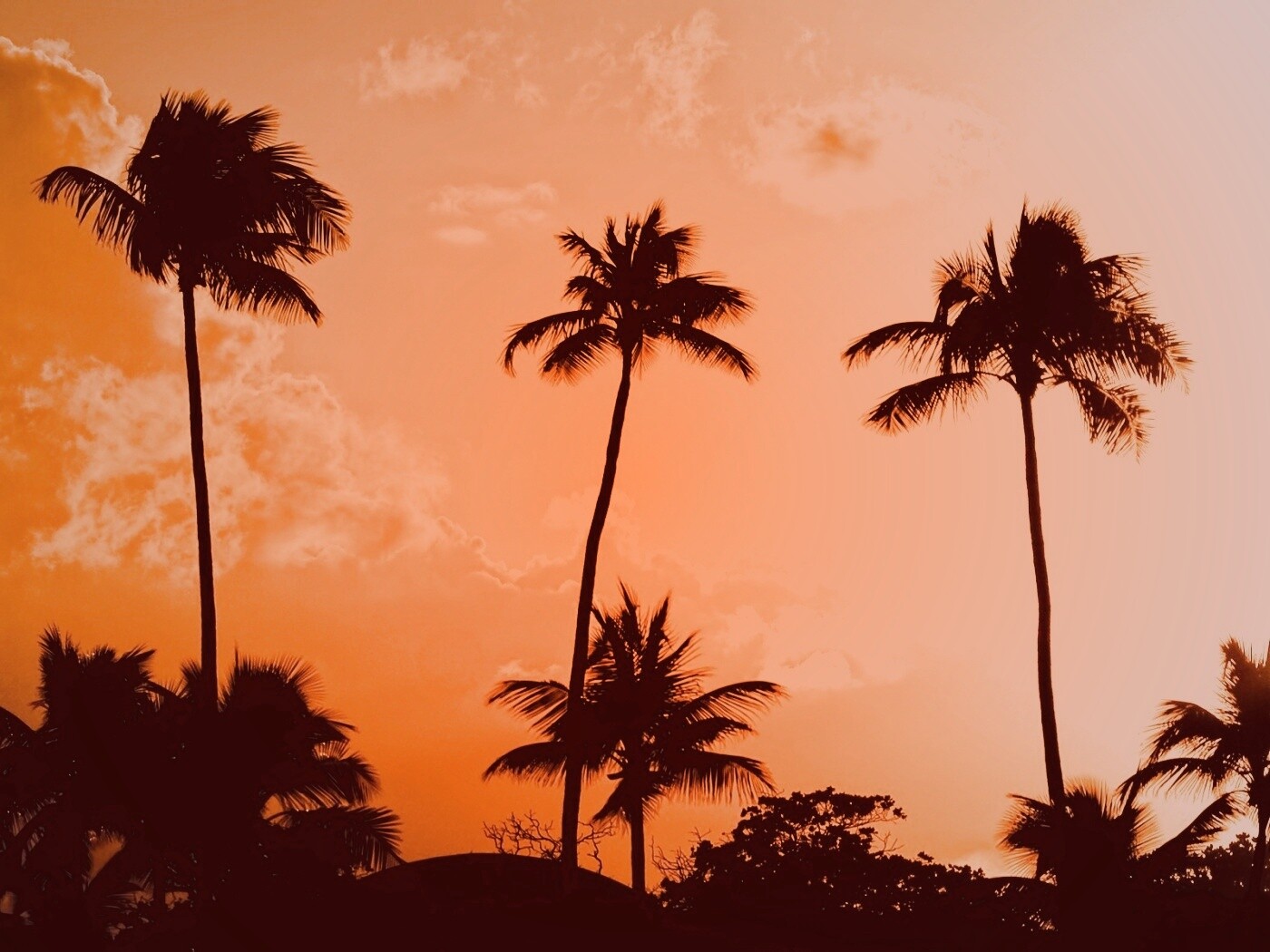 Пальмы на закате обои