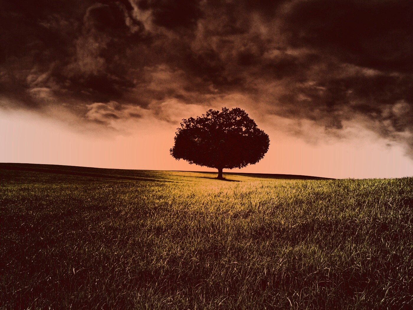 Одинокое дерево под грозовым небом обои