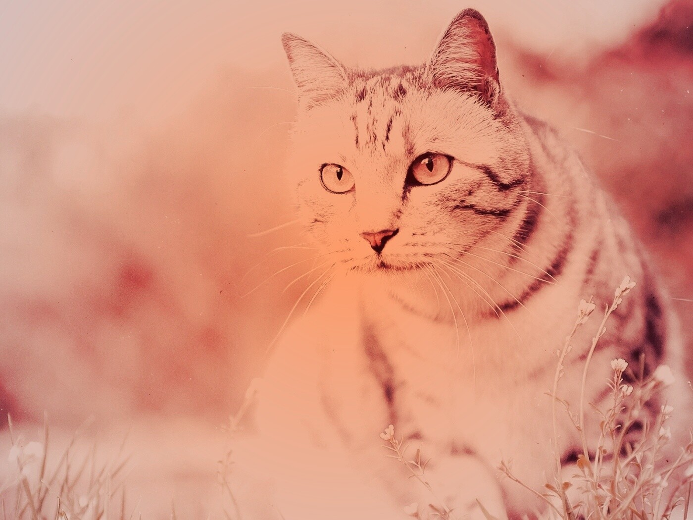 Кот в теплых тонах обои