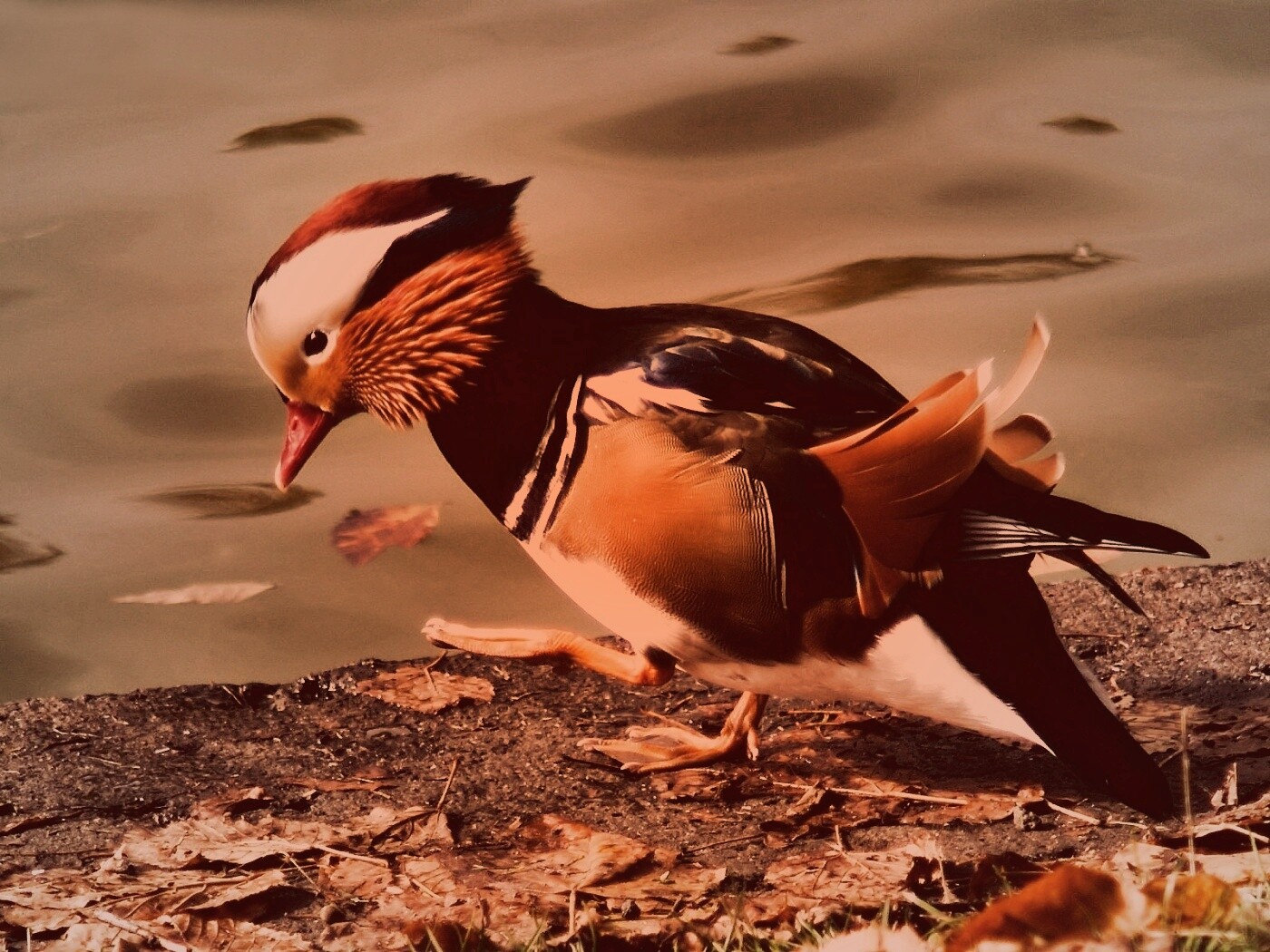 Уточка - мандаринка обои