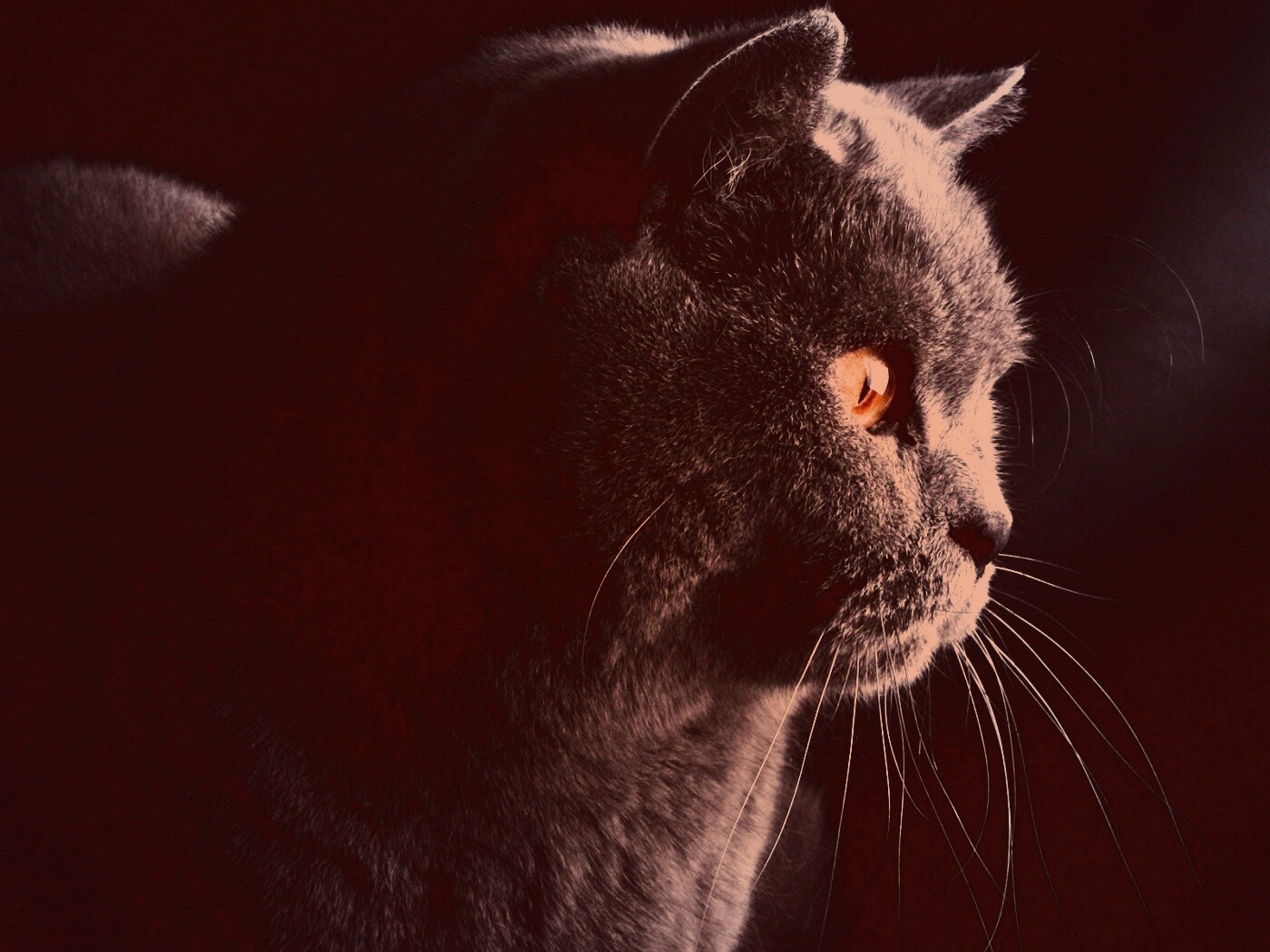 Плюшик  обои