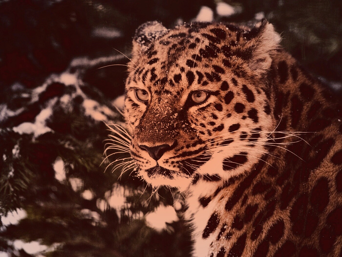 Леопард у заснеженной ели обои