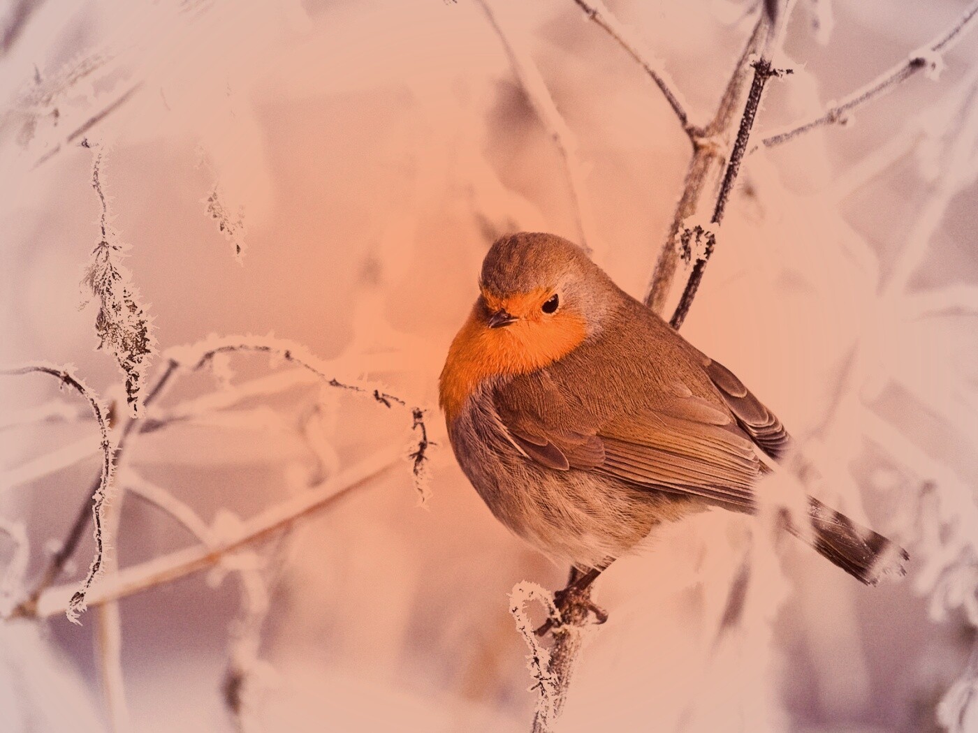 Птичка на ветке обои