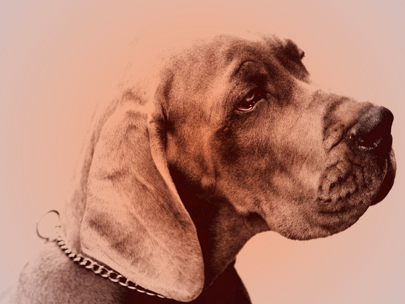 Грустная собака обои