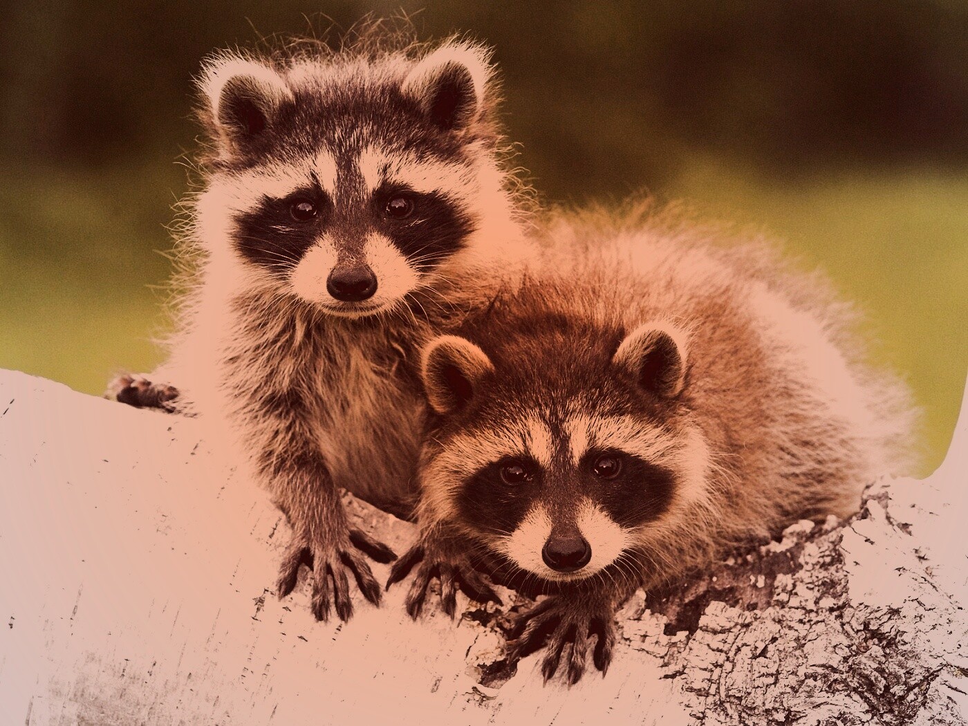 Полосатики обои